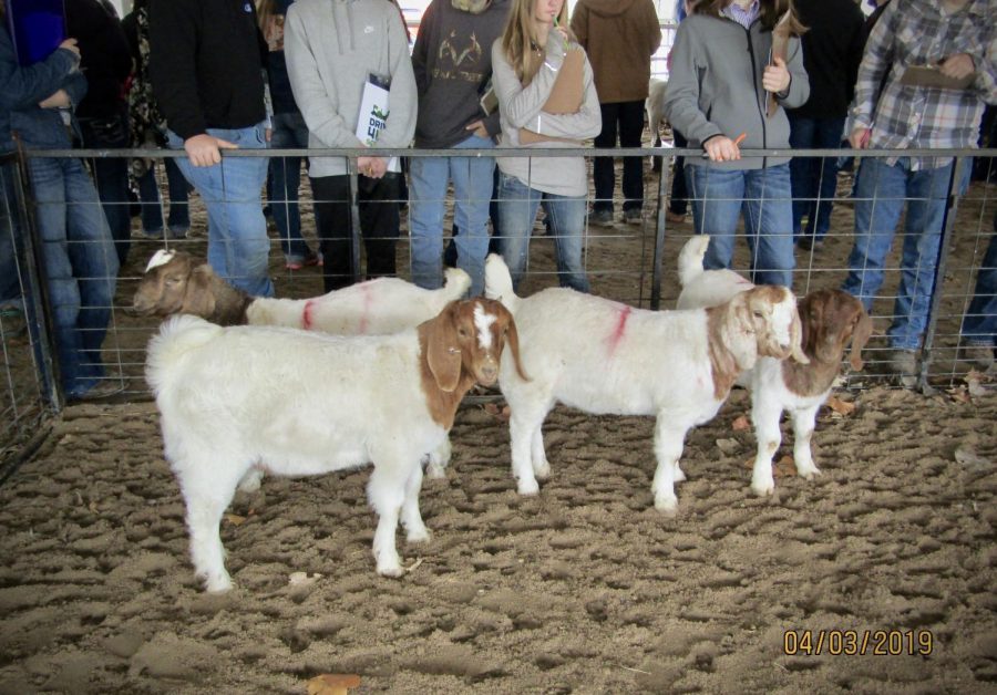 The goat class waits in their pin at the fairgrounds to get judged by the students.