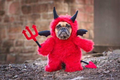 A french bulldog looks postively demonic in cute little devil costume. 